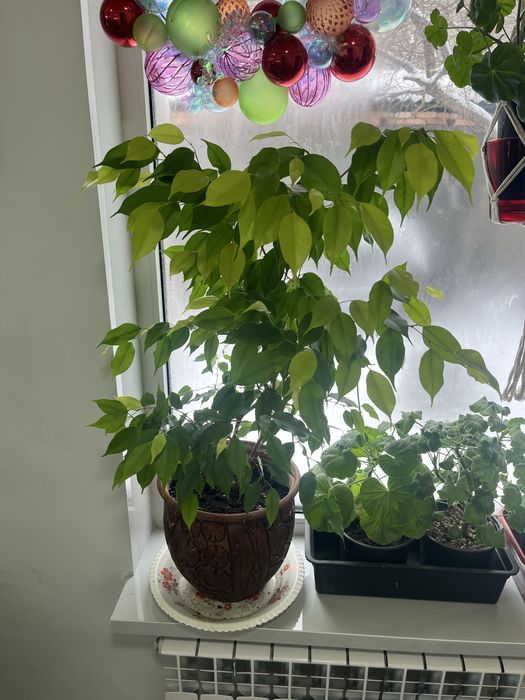 Фикус бэнджамина