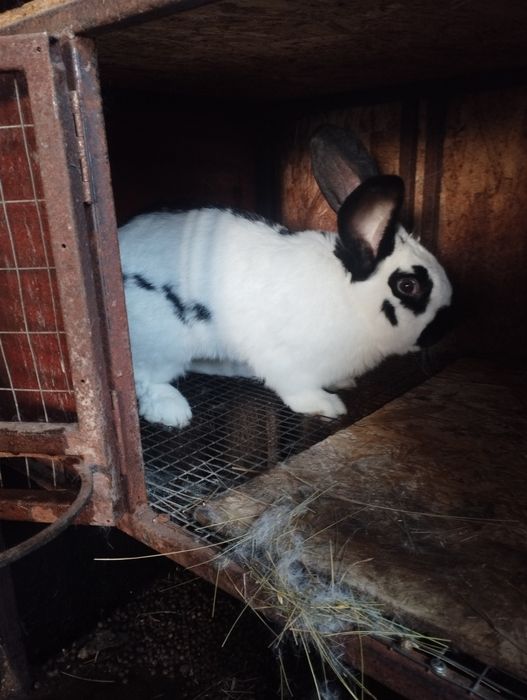 Продам крола производителя.