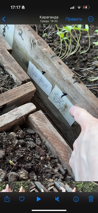 Рассада помидор перца баклажан