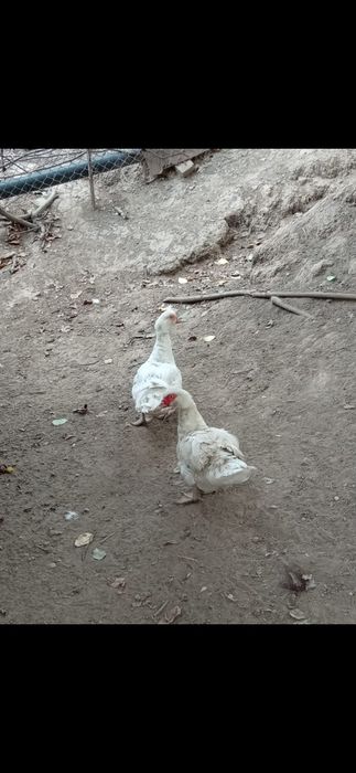 Утки продам индоутки