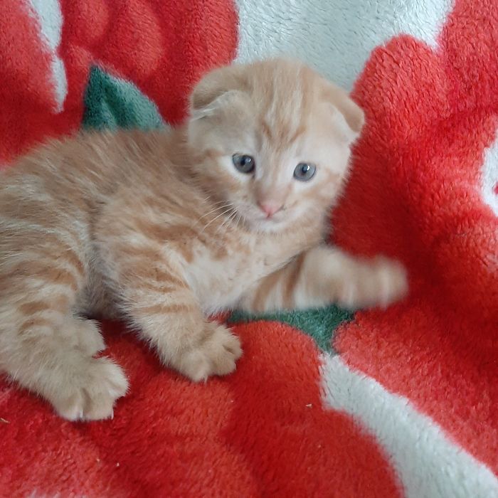 Продаётся котёнок