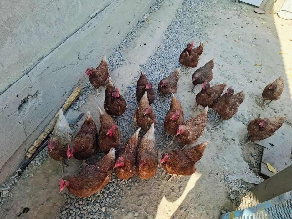 Продам куры ломан браун.