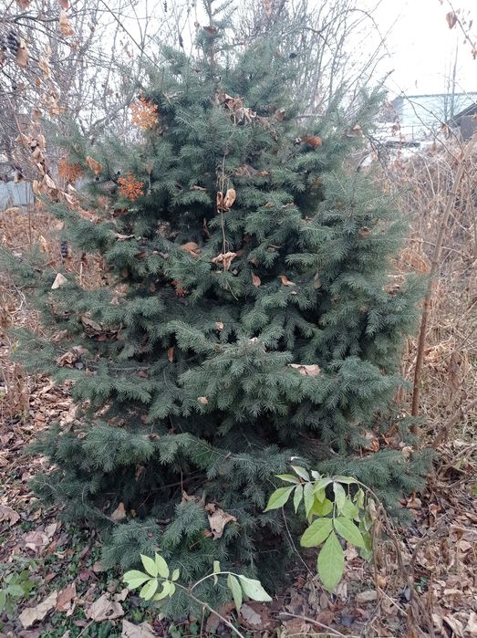 Продам Ёлку хорошую