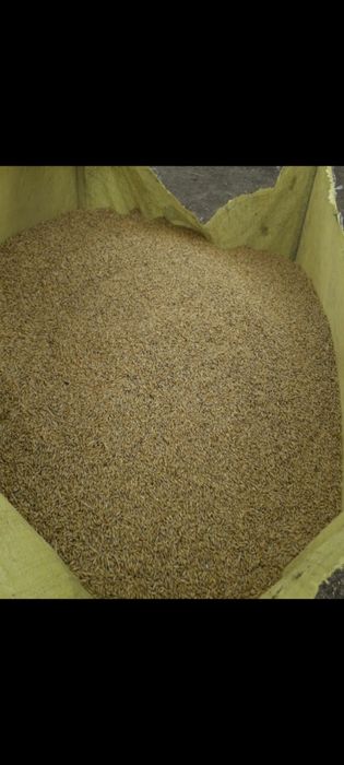 Vând orzoaica de primăvară.