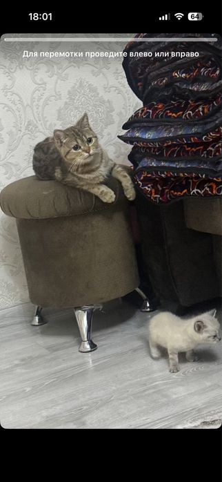 Очаровательные шотландские котята редкого окраса в добрые руки