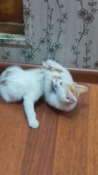Отдадим в хорошие руки котят