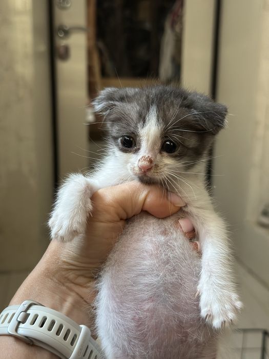 Котята бесплатно