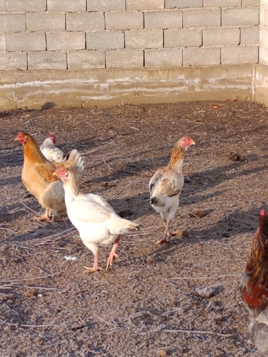 Бойцовые куры 10000тг за шт