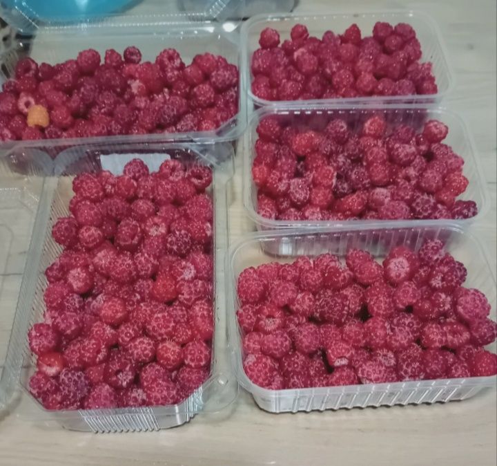 Саженцы малины ремонтантной