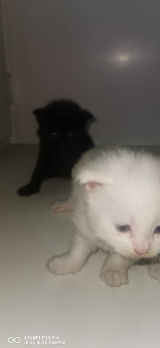 Мейн кун котята продажа