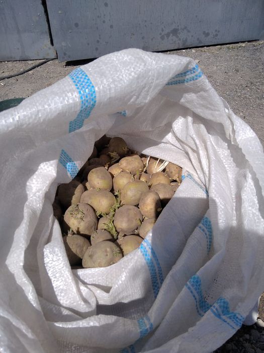 Семенной картофель 100 тг за кг продам