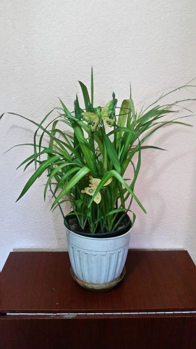 Цветы домашние не дорого