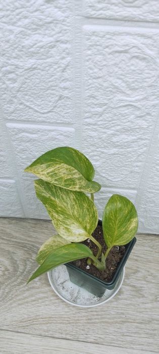 Цветя за продажба!