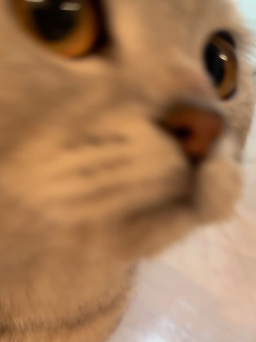 Шотладский котик