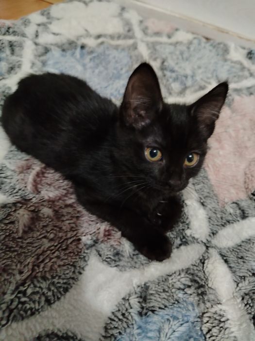 Котята очень милые