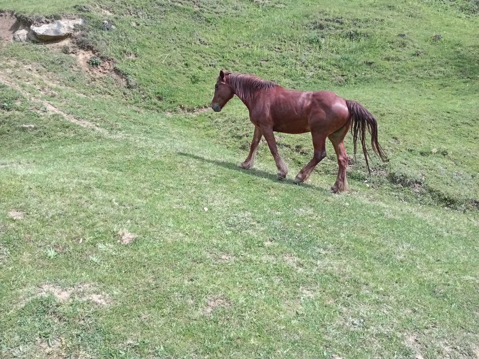 Vând iapă  de 9 ani