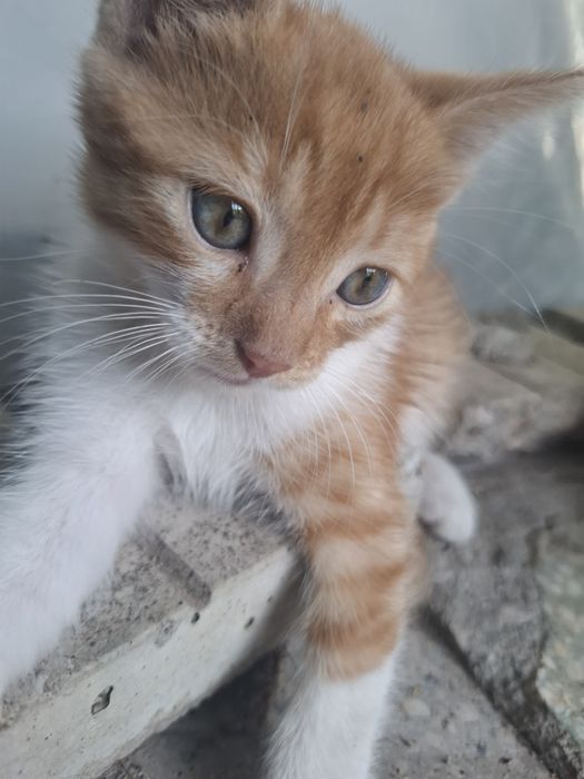 Подарявам   коте