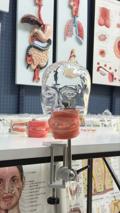 Стоматологик Тиш Моделлари ва Фантомлар Dental Model