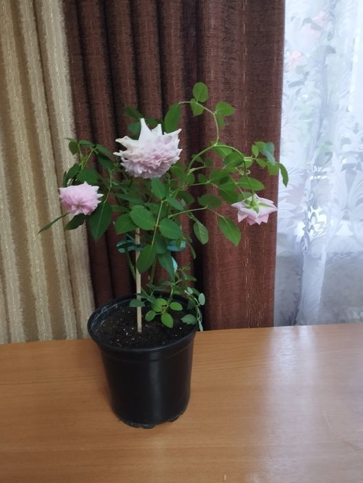 Комнатные цветы.