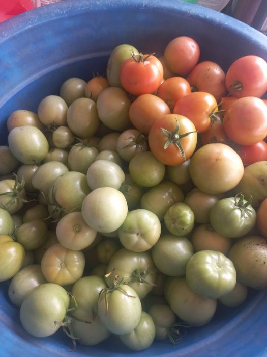 Продам помидоры.