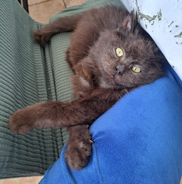 Отдам кошку добрые дела руки