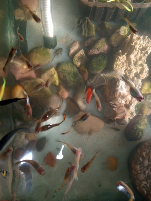 декоративни рибки гупа