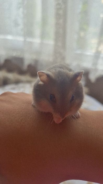 Мини хамстери на около месец