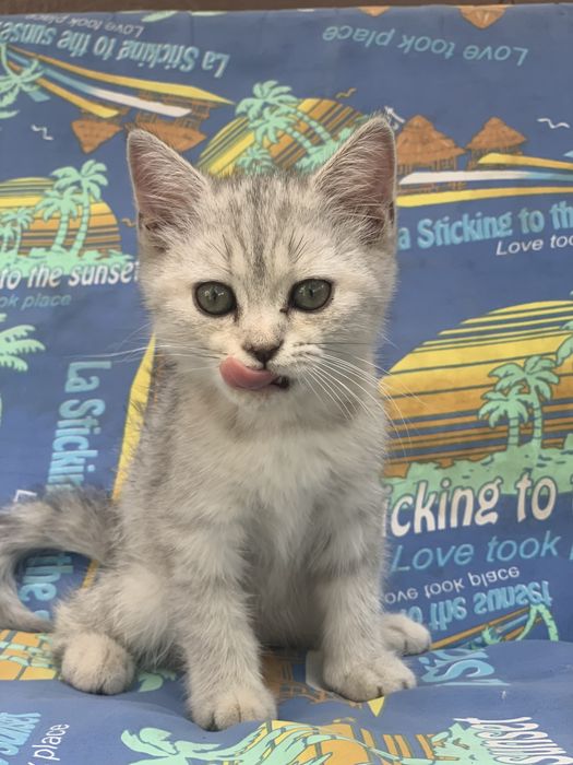 Кошка Британская серебрянная Шиншилла