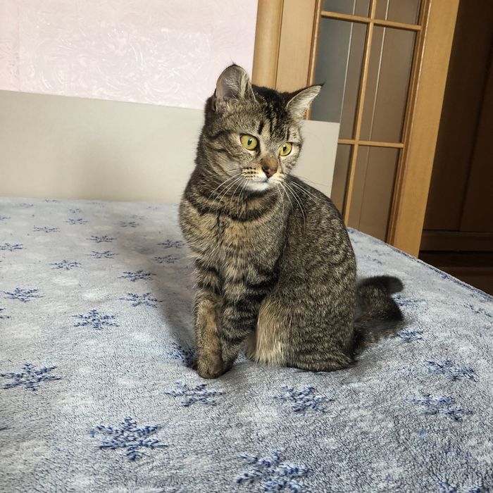 Животные . Кошки .