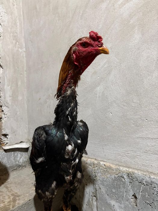 Дакан қораз сатылады