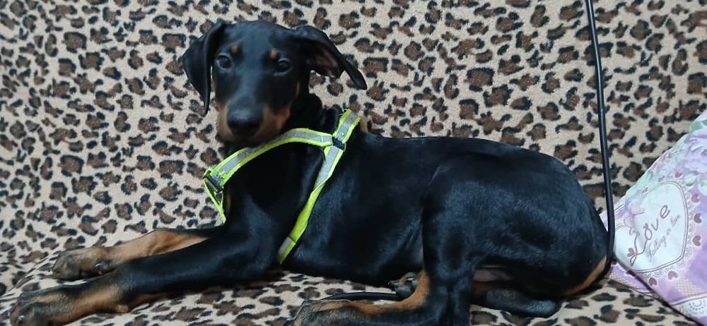 Собака породы Доберман