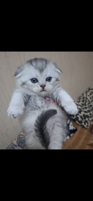 Котята шишила продажа