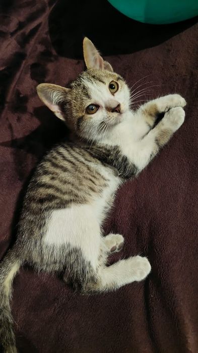 Отдам хороших котят в добрые руки