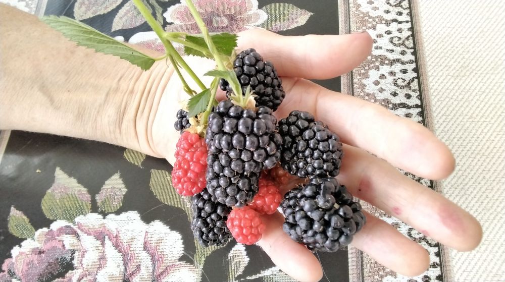 Ежевика бесшипная Triple crown (Тройная Корона) ТРЕХЛЕТКИ!!!