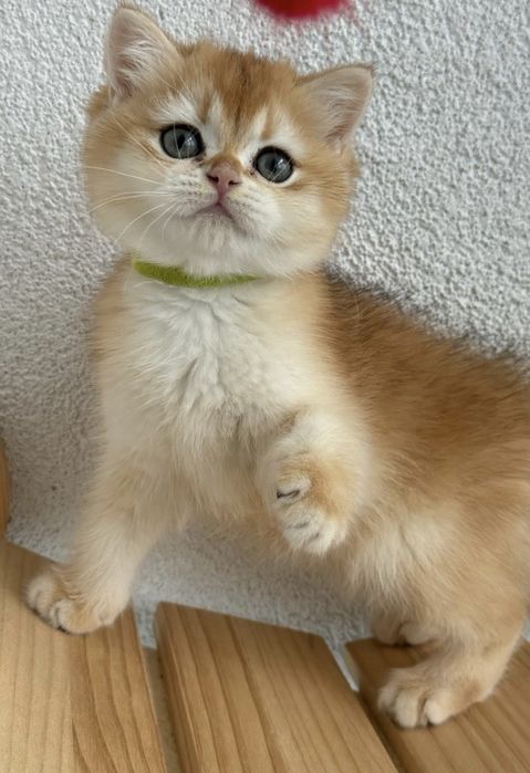 British shorthair golden de ELITA !! Certificat pedigree WCF