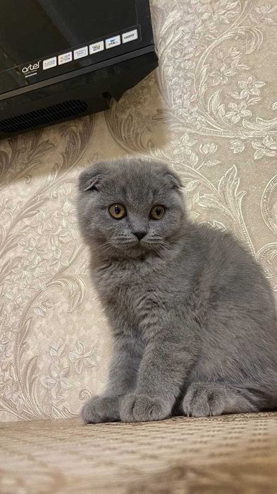 Mushuk, Scotish fold / strayt