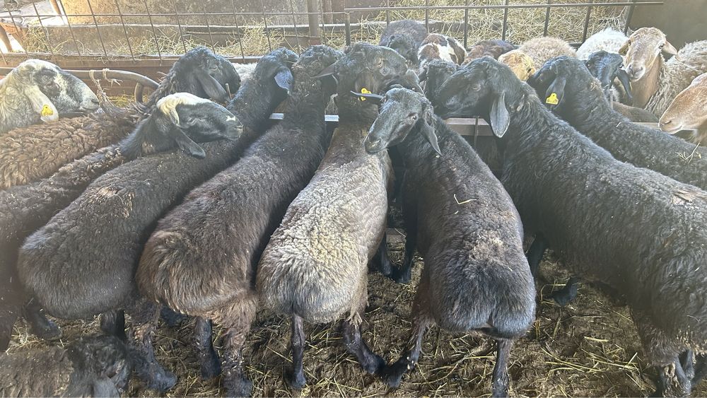 Қошқарлар қорада тұған