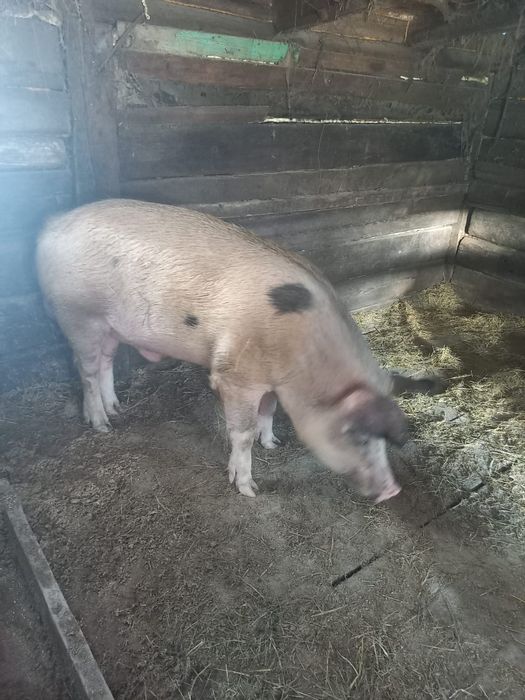 Продам кабана хороший