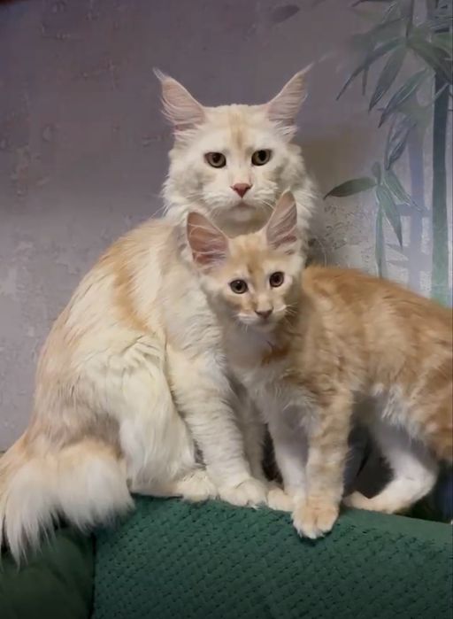 Продам котенка Мейн-кун Костанай