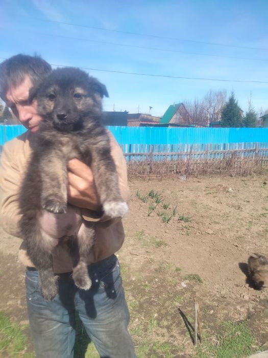 Щенки в добрые руки