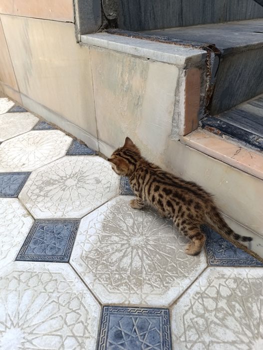 Бенгальский котёнок