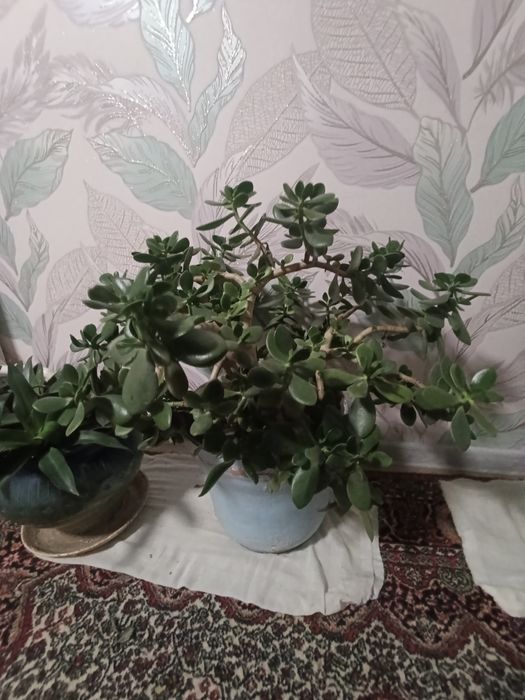 Dollar gul 500 ming. Aloya gul 450 ming