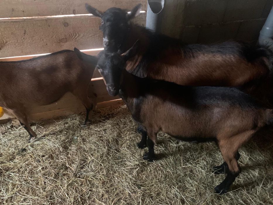 Vand 2 capre alpine franceze una cu pedigree