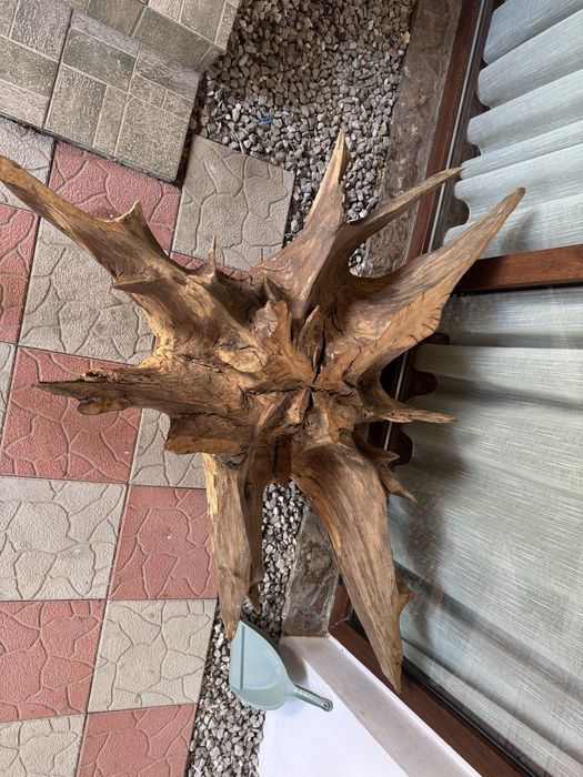 Radacina stejar pt măsuță cafea