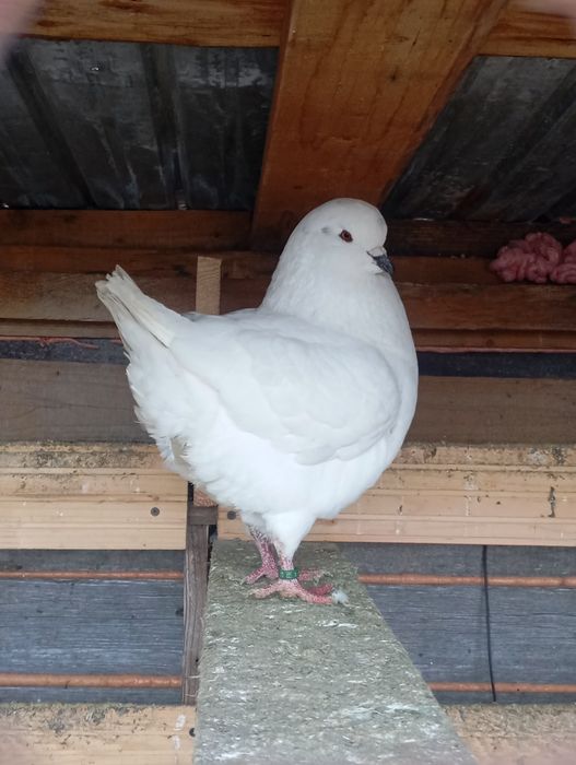 King și Caranulati de Oradea dau la schimb cu alte rase.