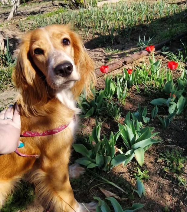 Вязка, кокер спаниель