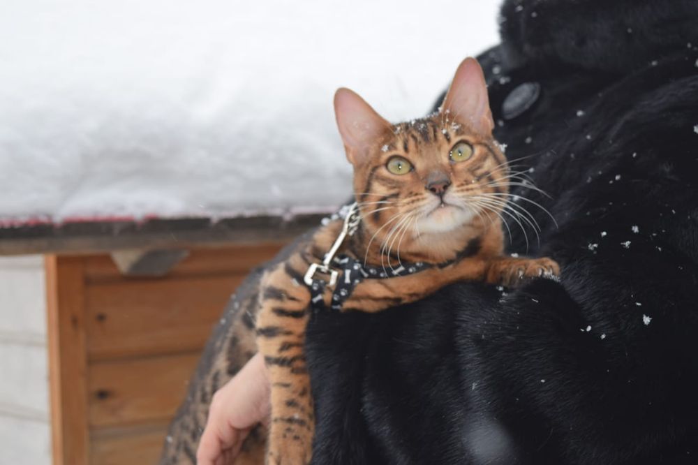 Молодая бенгальская кошка.