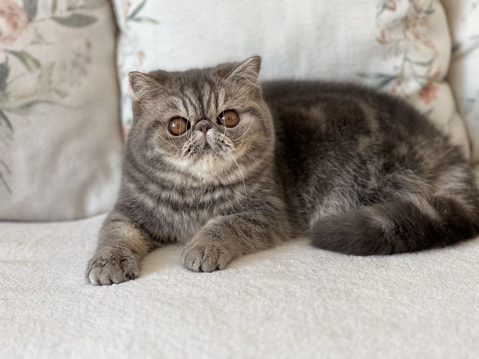 Женско екзотично късокосместо чистопородно коте