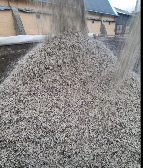 Borhot    - sfecla furaje