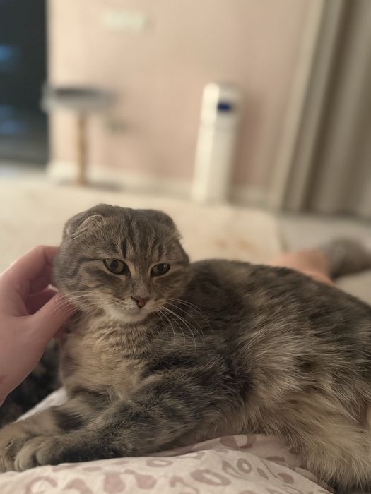 Кошечки стерилизованные